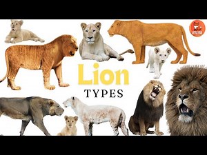 Learn 14 Lion Species Names in English for Preschoolers #kidslearning #animals #lion