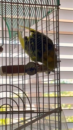 Ready to destroy #birds #laufey #shorts