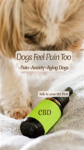 CBD Oil for Dogs (Pain & Anxiety) — What You Should Know 🐶🍃