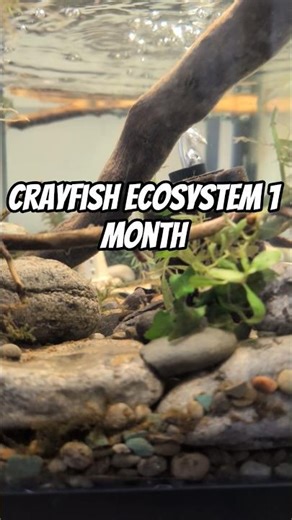 Crayfish Ecosystem 1 Month #crayfish #aquariumsetup #plantedtank #aquariumhobby #aquatic