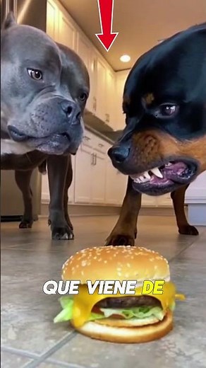 Nunca le quites la comida a tu perro 😨🐕 (Podría atacarte)
