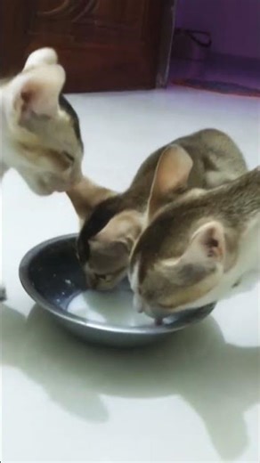 Adorable Cat Family Moment 🐾 | Mommy Cat & Kittens Drinking Milk with Cute Sounds 😻 mommycat #kitten