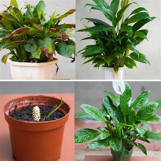 Tips To Have Beautiful Orchids For The Office | Great DIY Idea