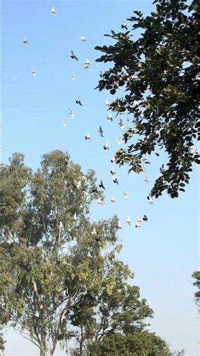 #KidsLoveNature #KindergartenFun #YoungLearners #NatureObservation #ViralShorts #BirdWatching