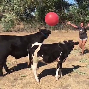 Cows are so playful.. Watch the little guy! 🤣🐮 | UNILAD