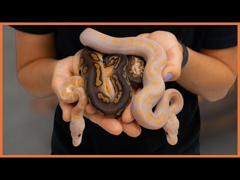 The SUPER Kraken?! | #Hetflix 210