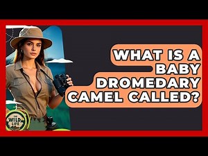 What Is A Baby Dromedary Camel Called? - The Wild Life Explorer