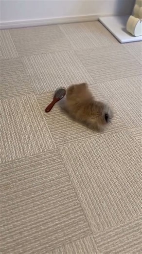 Puppy playing with comb 🪮 @globalpetsclinic