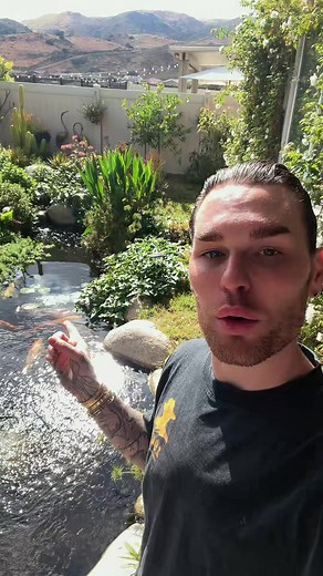 Baby Toads Emerge from Koi Pond Tadpoles