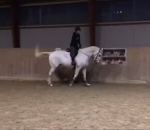 Ein Springbock ein deutig😂🐴machen eure Pferde viel Unsinn?🤪#foryoupage#viral#foryou#fürdich#horse#funny#funnyhorse#fail#pferd