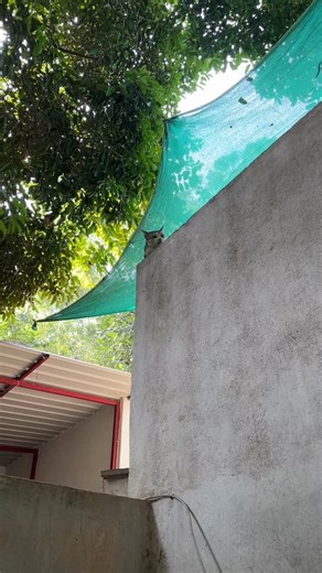 Sri Divya on Instagram: "🐈🚗 Car demands daily scratches for smooth functioning."