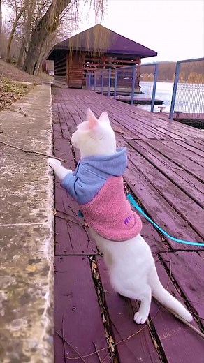 Exploring the Life of Figaro the Travel Cat