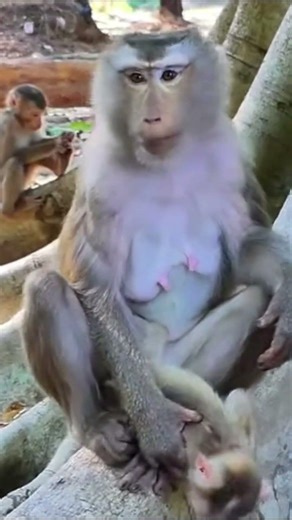 Life of Monkeys: The baby monkey was so active that it fell out of its mother's arms.