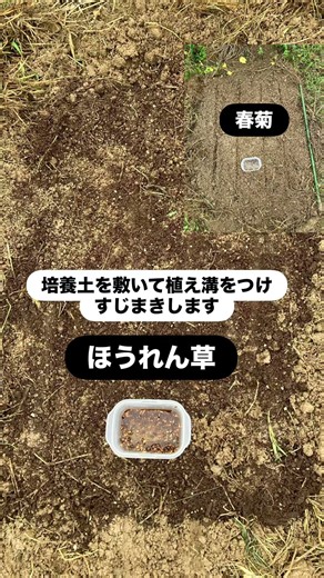 9/27 ほうれん草・春菊 種まき‼️ #無農薬栽培 #ほうれん草種まき #春菊種まき #ベタ掛け