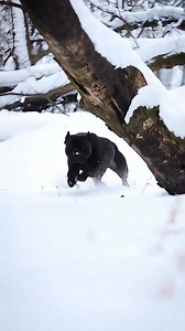 15K views · 383 reactions | THE AMERICAN PITBULL TERRIER - all you need to know  #pitbulldog | Abd - All Breed Dogs | Facebook