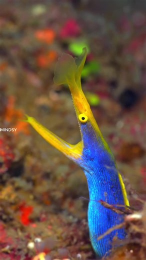 The Incredible Transformation from Male to Female in Fish