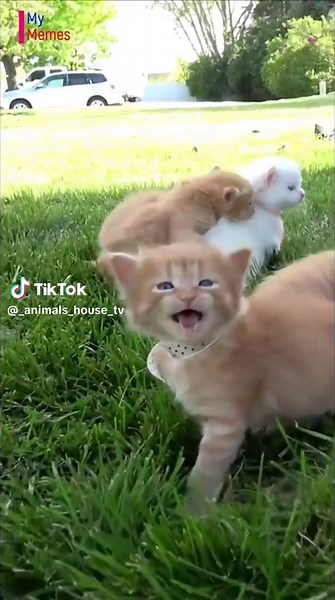 Cute kittens meowing ☺️❤️ #kittens | kittens meowing