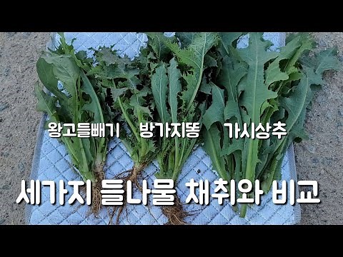 This is a video comparing the harvesting and comparison of the Korean lettuce and wild chives (ma...