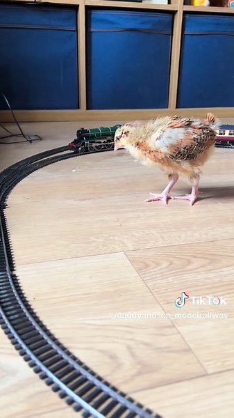 Welcome to Jurassic railways #railway #jurrasicpark #dinosaur #train #chicken #hornby