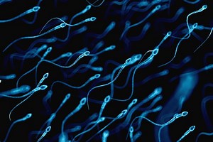 Making every sperm count