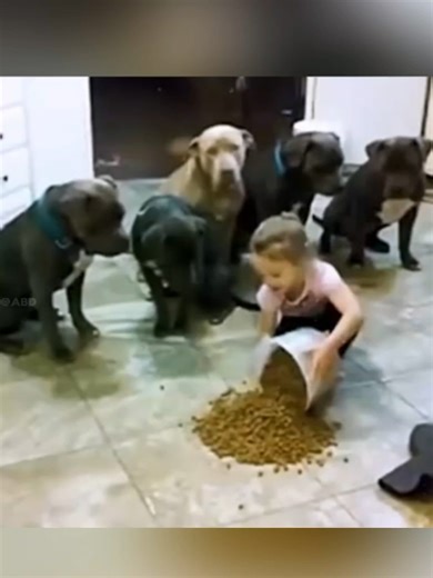 This Woman left her daughter with 6 Hungry Pitbulls, and when she got home this happened... #usa🇺🇸 #usa🇺🇸🇺🇸 #usa🇺🇸🇺🇸🇺🇸 #pitbullsoftiktok #dogsoftiktok