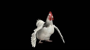 Chicken Dance 3d Render Looped Alpha Stock Footage Video (100% Royalty-free) 3417133463 | Shutterstock