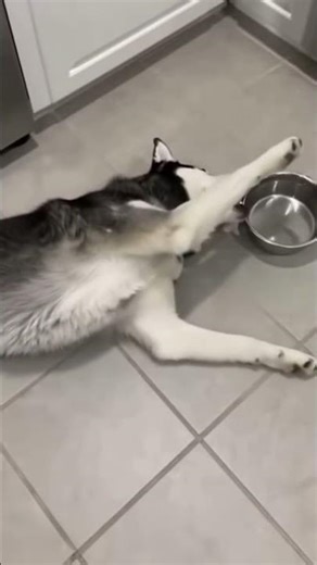 "Hungry But Too Cute to Complain 🐶 | Funny Dog Rolling for Food"---