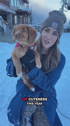 Meet the newest Stevens Pass avalanche dog: Jazz