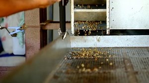 Coffee Huller Working Stock Footage Video (100% Royalty-free) 1020913294 | Shutterstock