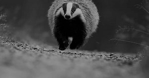 Stop Badger Crime - Badgers are protected by law | Badger Trust