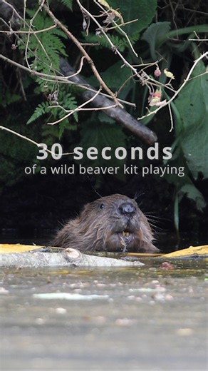 Take a baby beaver break from scrolling 🦫