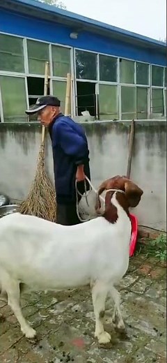 Two goat farms next to our house The goat farm is very beautiful 5