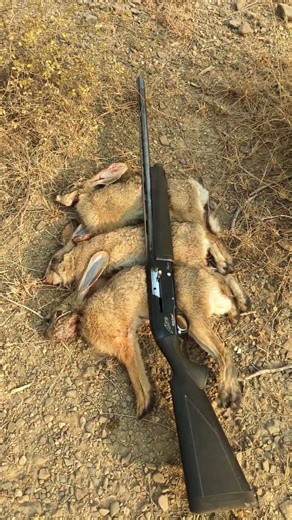 3 rabit shots in feel on sunday#$@rabit hunting#$@seaion start now