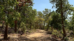 India: Chennai's ambitious plan to boost its green cover