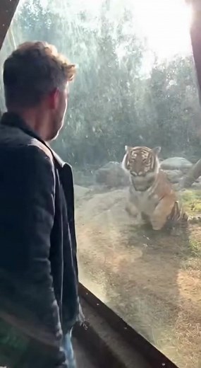 8.9K views · 43 reactions |  Tiger Smashes Glass Barrier! #TigerAttack #CinematicVideo #4KWildlife #ActionScene #RealisticVFX #WildAnimal #ZooScene #EpicShot #YouTubeShorts #FBReels #TikTokVideo | Trend Vibes UK | Facebook