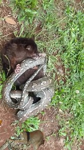 3.5K views · 16 reactions | The giant python wrapped tightly around the marsupial, choking it to find food | Quotes Life | Facebook