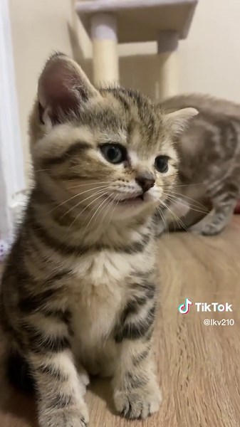 Miiiaaaouuw 🐾#chat #catlover #catsoftiktok #cats #fyp #catloversclub #foryou #cat #babycat #bebechat #chatquijoue #chatons #cattok #chats #tiktokchat #tiktok #chaton #catlovers #chatquimiaule #pourtoi