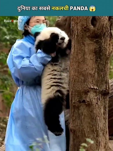 पांडा का वायरल रिएक्शन 🤣 | Panda that acts like Human while breaking bamboo | RaazXplore #ytshorts