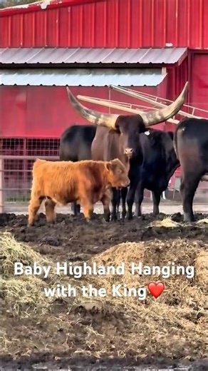 Little Highland Calf Hanging with the Ankole-Watusi Bull 🐮👑