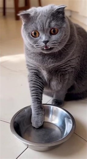 Dramatic Cat Wants Extra Food 😹🍽️