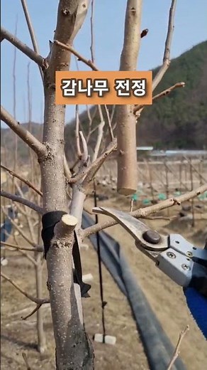 Two principles of persimmon tree pruning