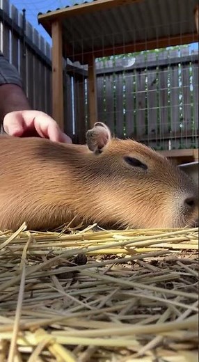 This Capybara Is So Chill It Let Me Hang Out in Its Enclosure