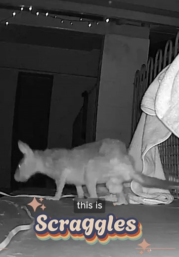 The Heartwarming Story of Scraggles the Possum