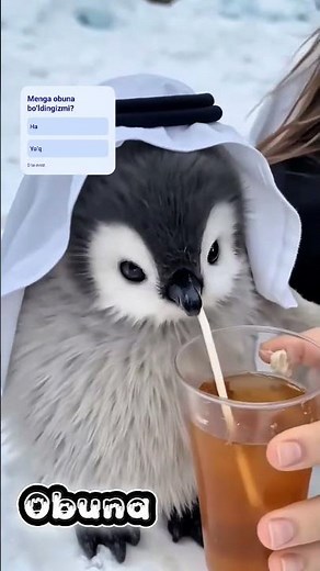 Qaysi pingvinni tanlaysiz?🐧
