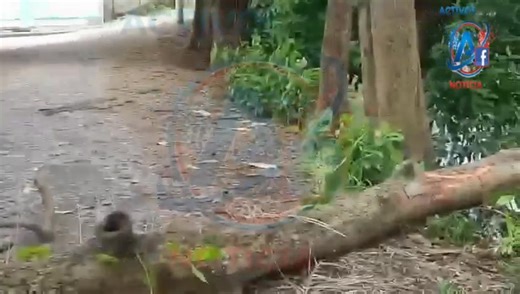 #Milagro Moradores del colegio la Alborada nos hacen llegar la novedad de un árbol que se a derrumbado en medio de la vía. | Activos 24/7 Con La Noticia