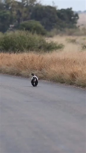 A Honey Badger carrying its newborn cub 💕 🎥@richard_vanhaght #gottalovesa #wildlife #wildlifephotography #nature #honeybadger #badger #cub #wildlifebehavior #wildmoments #wildlifefilm | GottaLoveSA