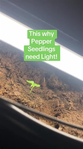 Why Proper Light is Essential for Pepper Seedlings