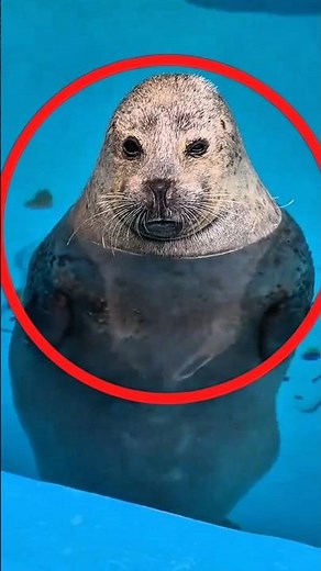 Seal jumps on boats to escape death.