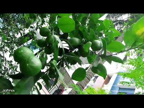 Lemon Tree | Beautiful Nature Scenery | Lemon Tree Facts & Benefits