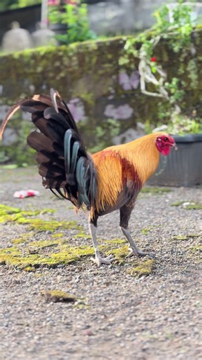 Ayam Pilipina: Labanan ng Pinoy sa Getar